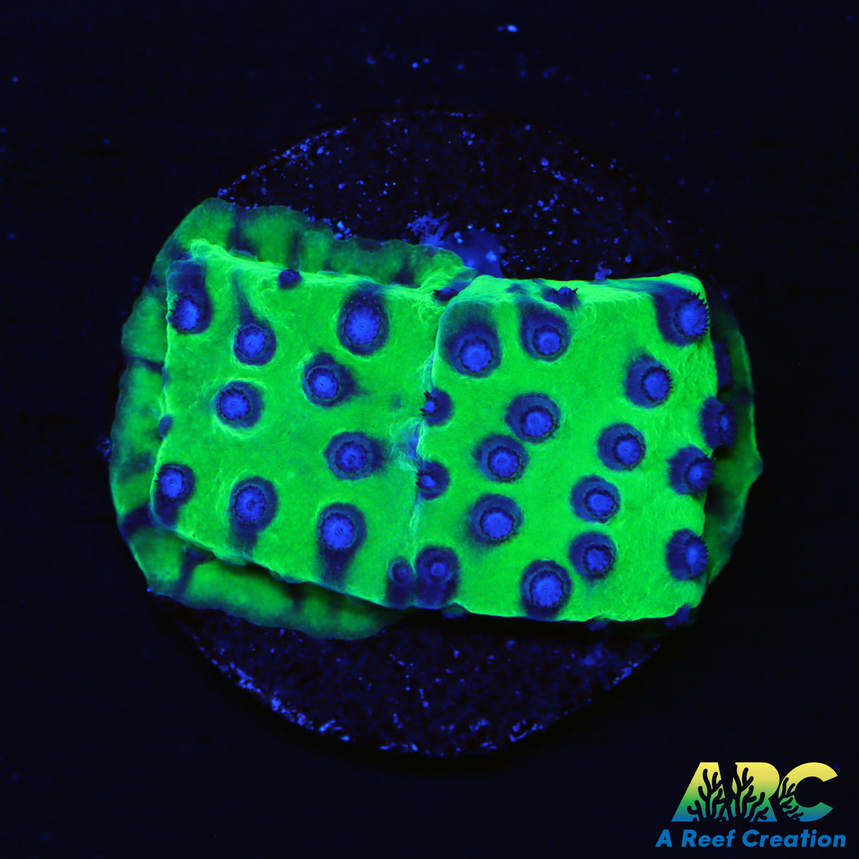 JF PPE Cyphastrea