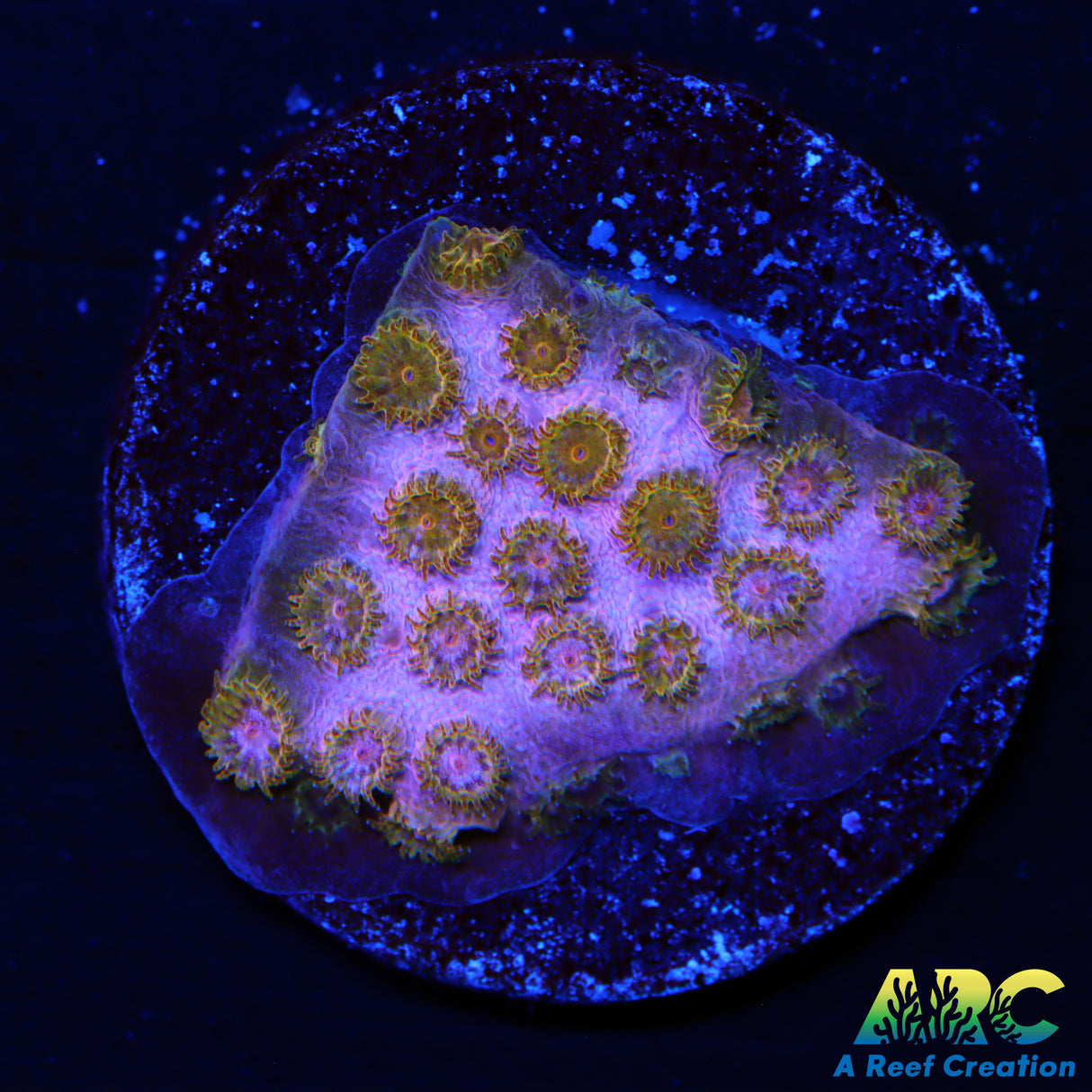 Copper Cyphastrea