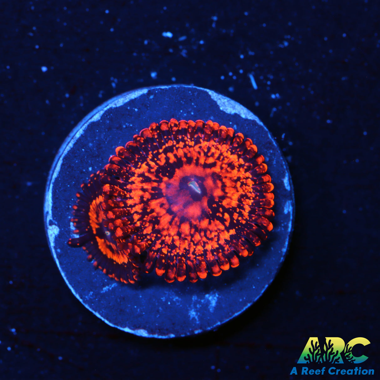 ARC CampFire 2.0