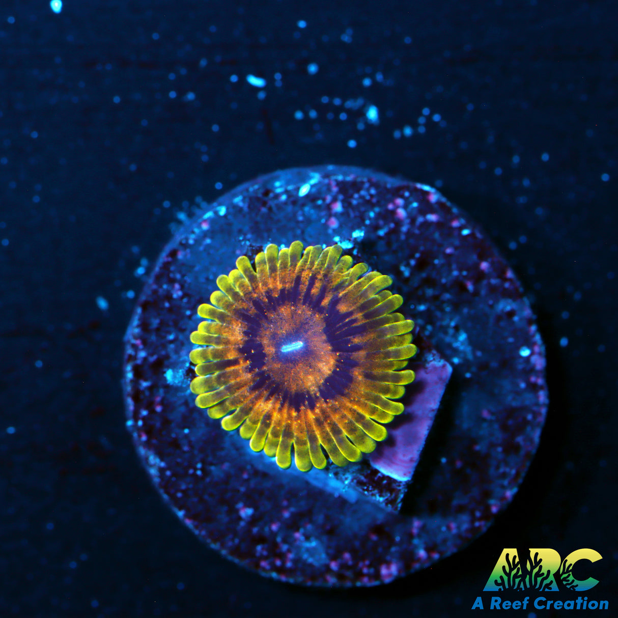 ARC Adonis Zoa