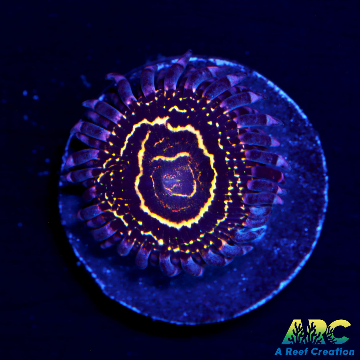 Stratosphere Zoas