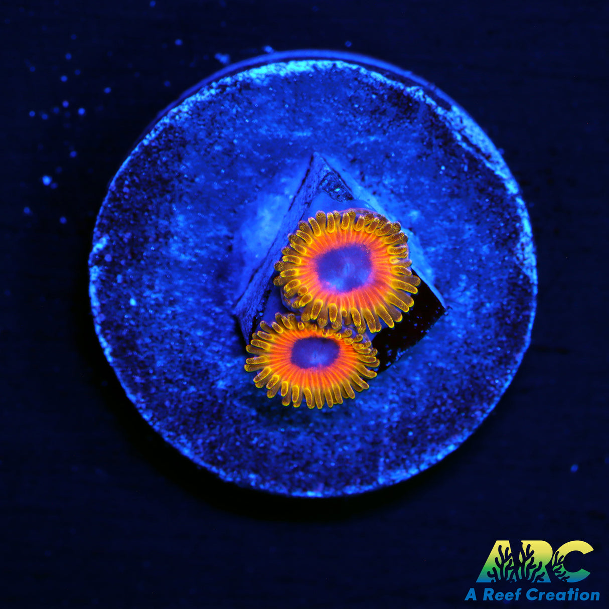 Great Owl Zoas