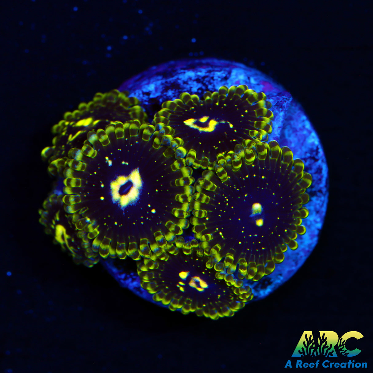 Exospheres Zoa