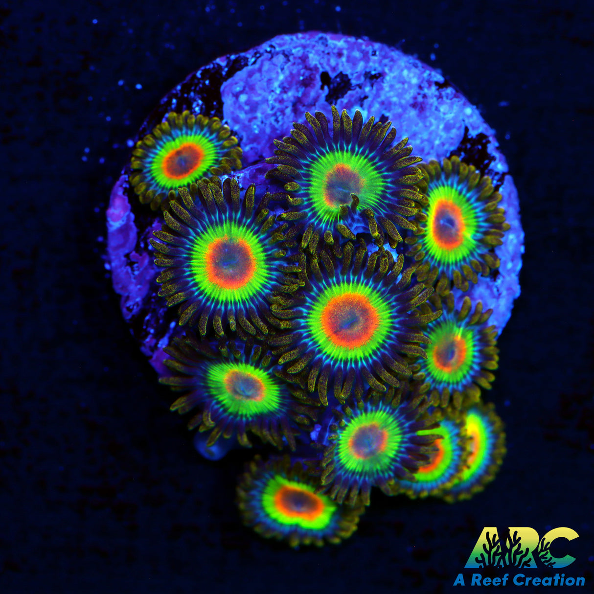 Rasta Zoa