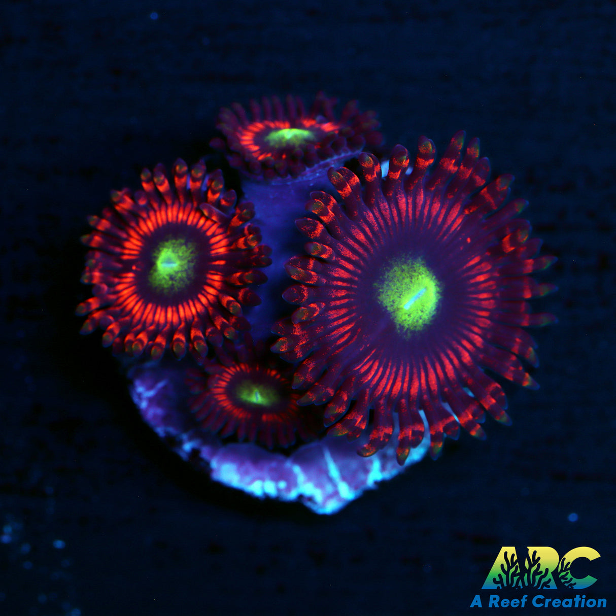 Hyper Phoenix Zoas