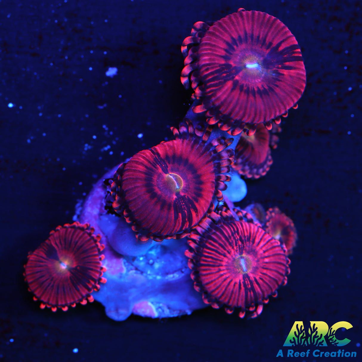 Cherry Blossom Zoas