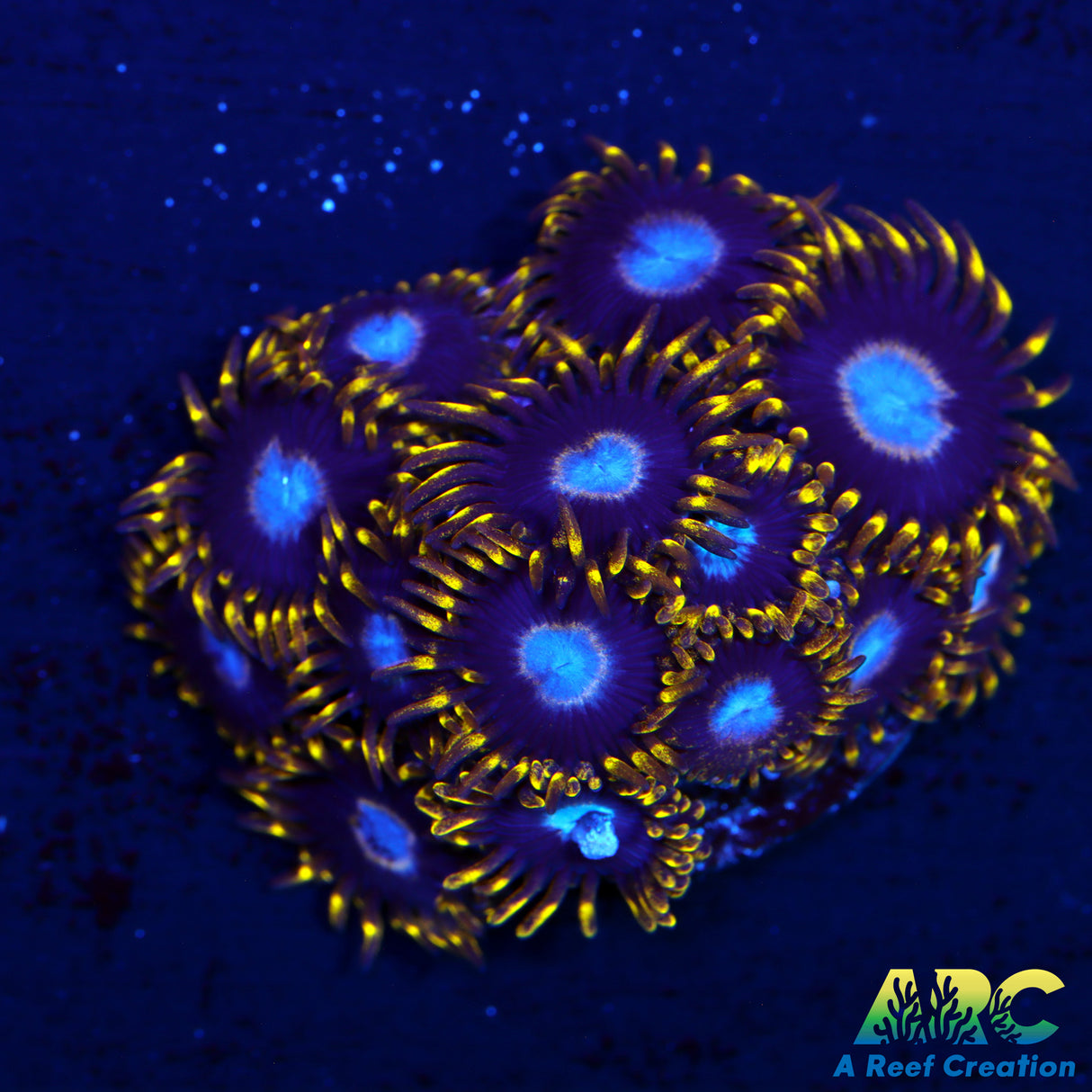 Frozen Hornet Zoa