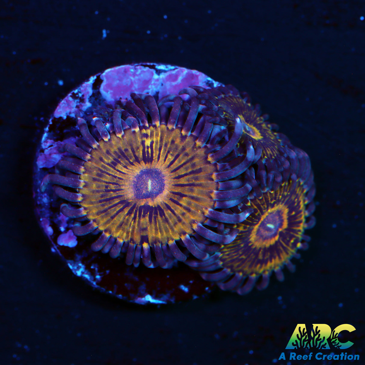 ARC Stratocaster Zoa