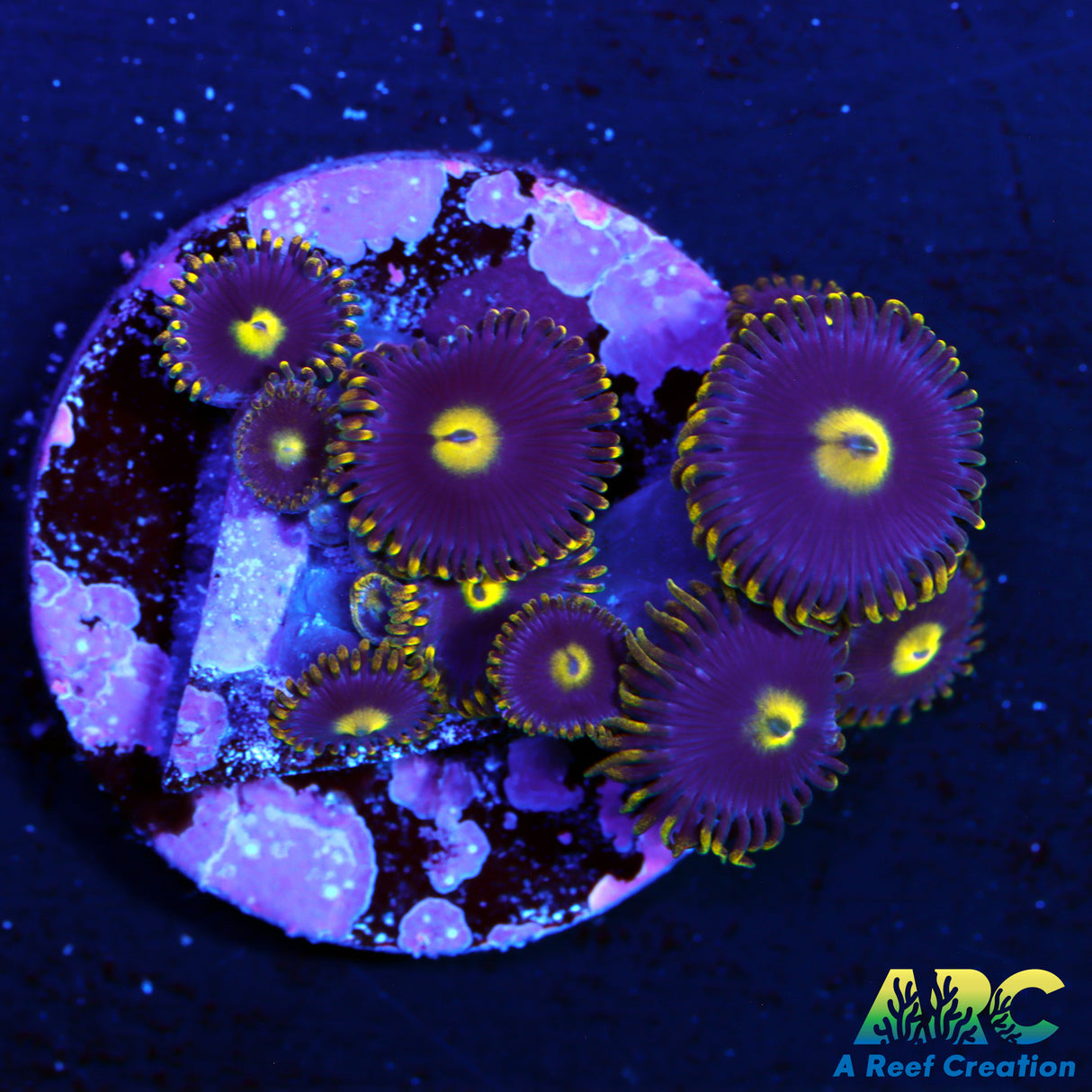 Blue Dream Zoa