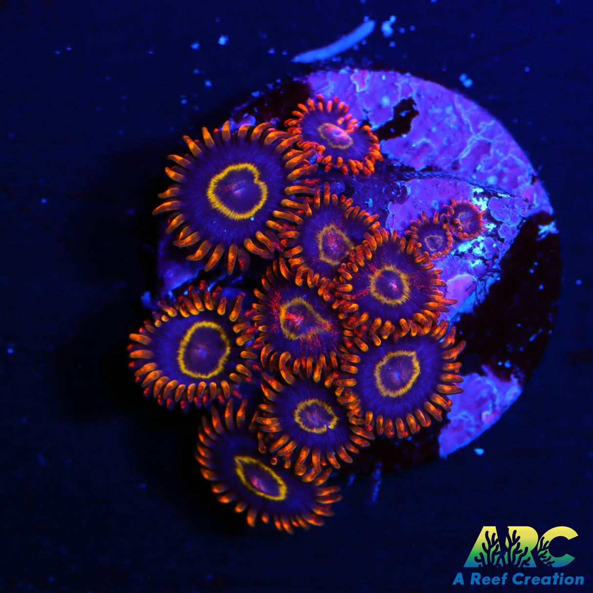 Rainbow Hornet Zoa