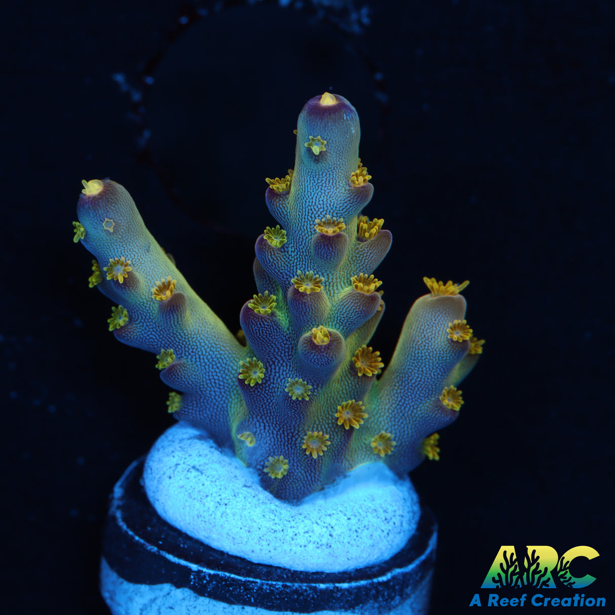 JF Fantasy Island Acro