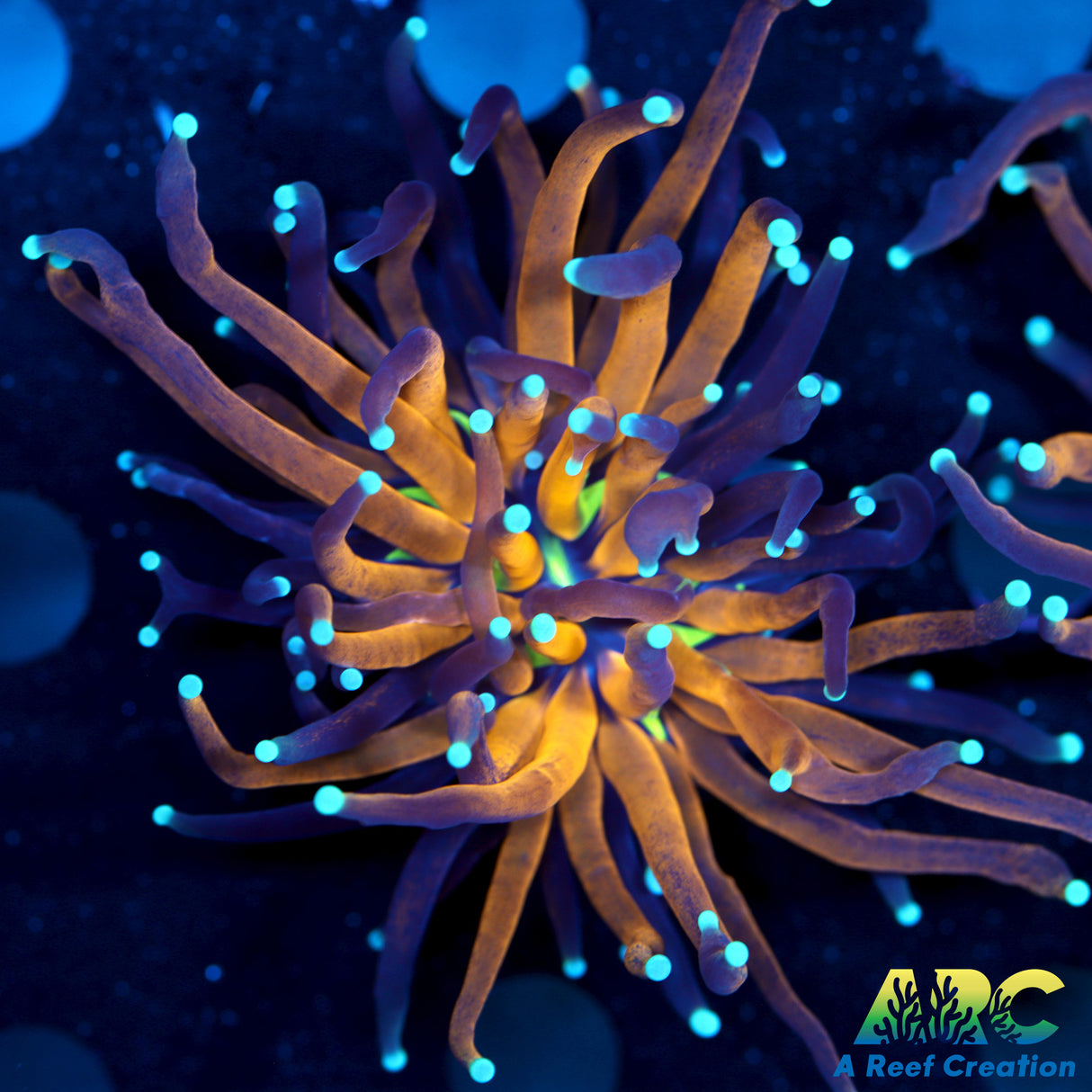 Ultra Tiger Torch Coral