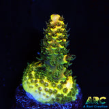 RRC Green Side Rainbow Splice Acro