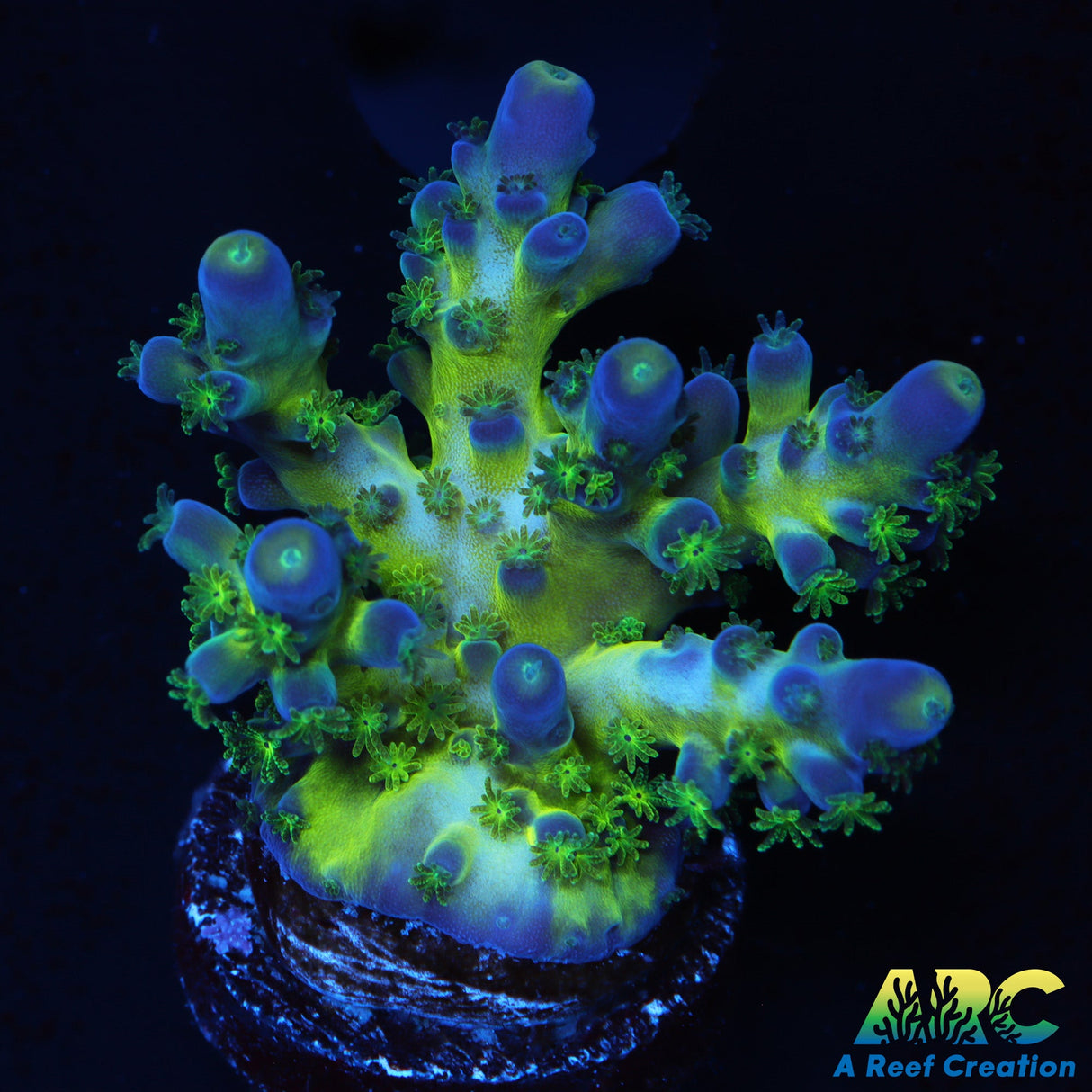 ARC Bullfrogs Acro