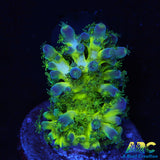ARC Bullfrogs Acro