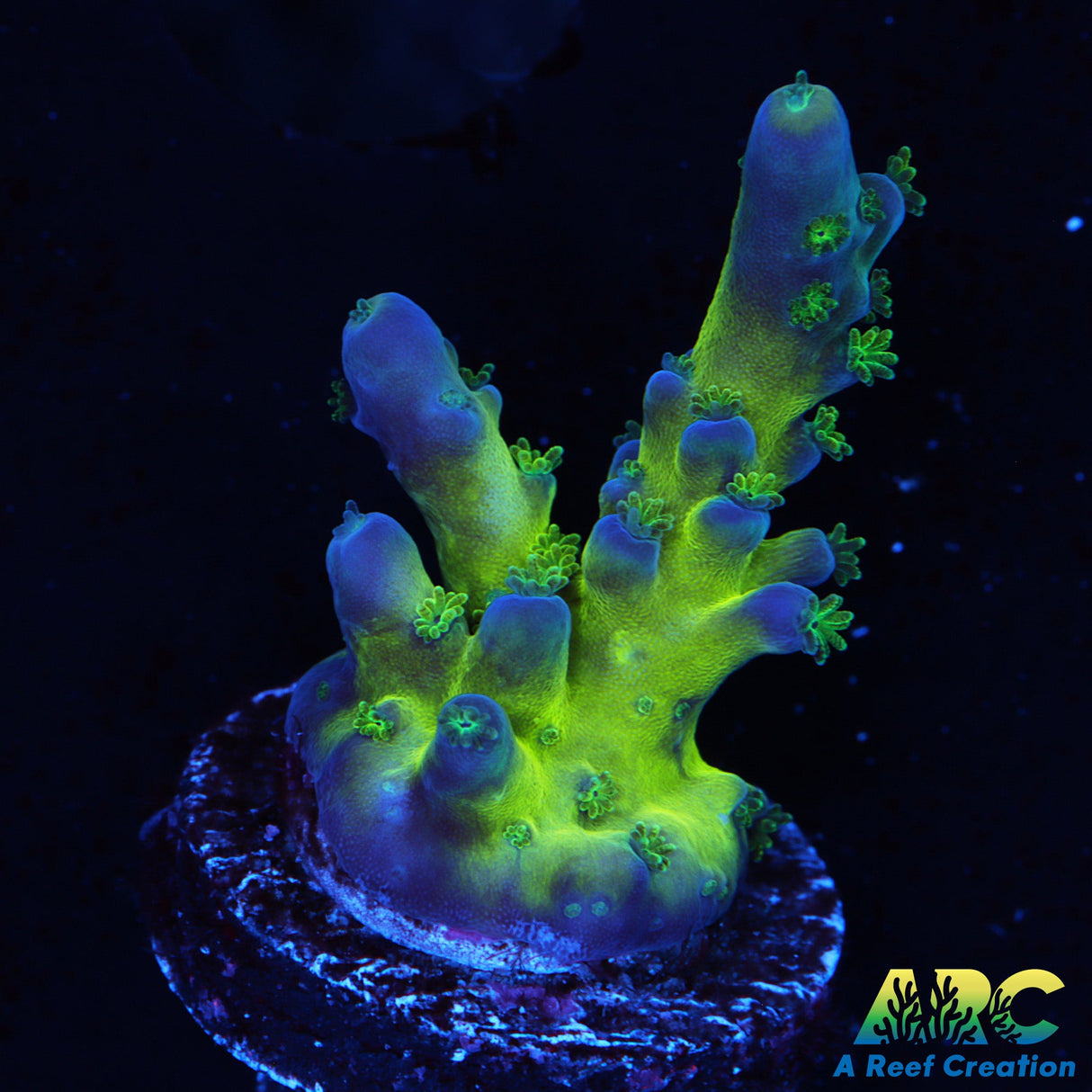 ARC Bullfrogs Acro