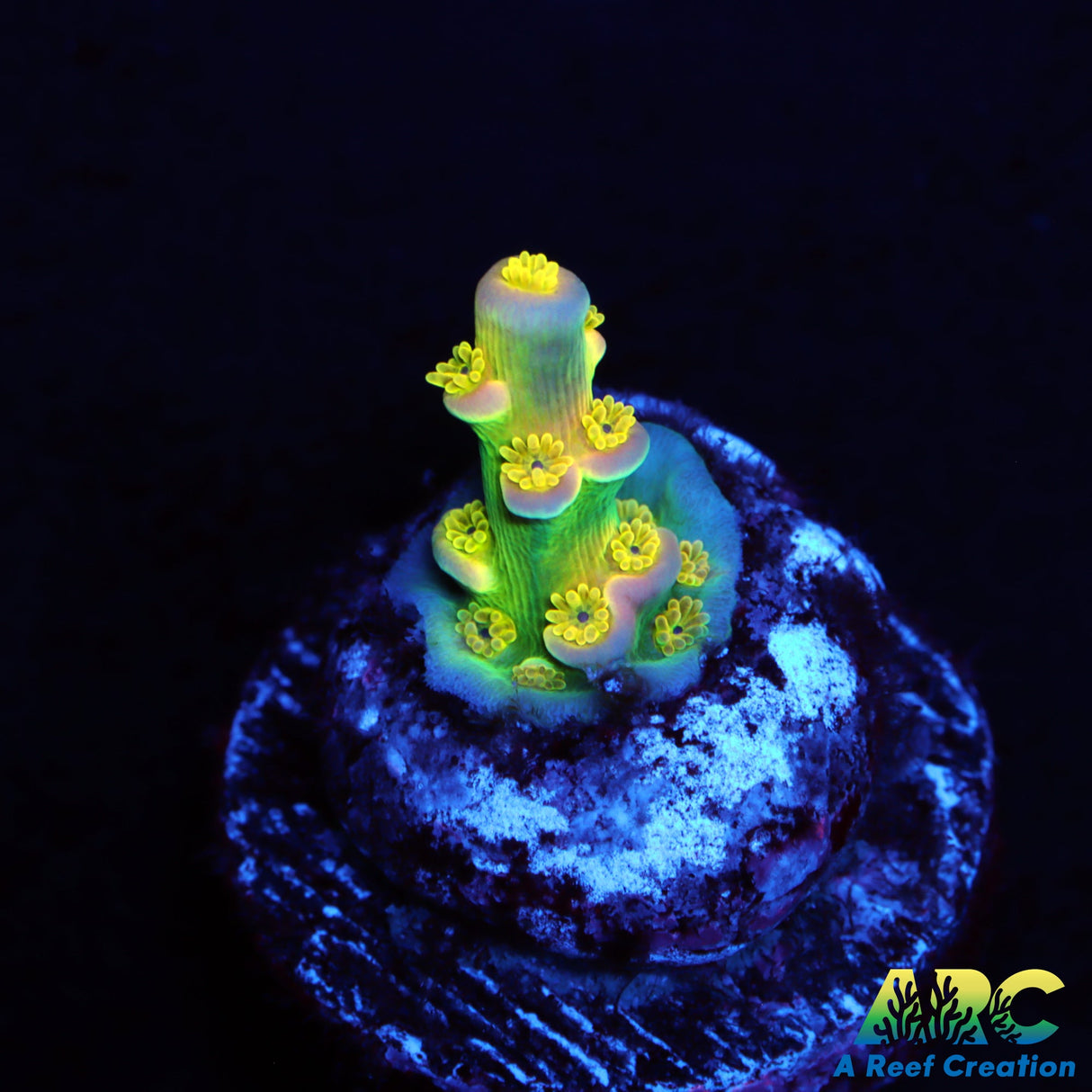 Walt Disney Acro
