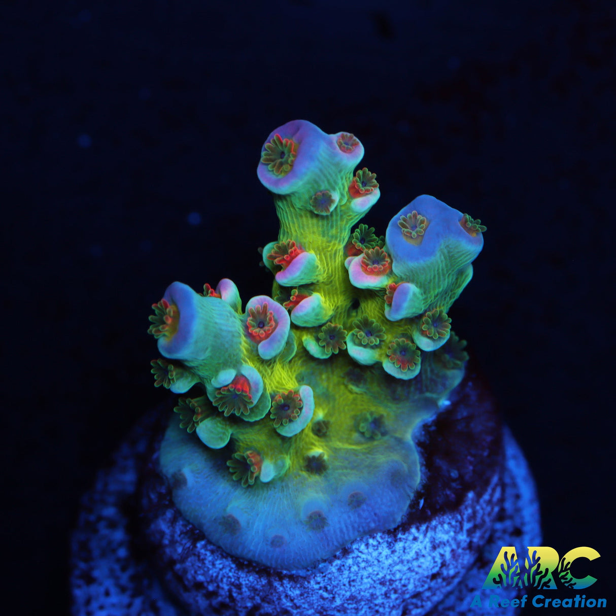 JF BlowTorch Acro