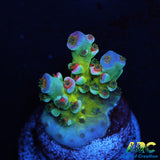 JF BlowTorch Acro