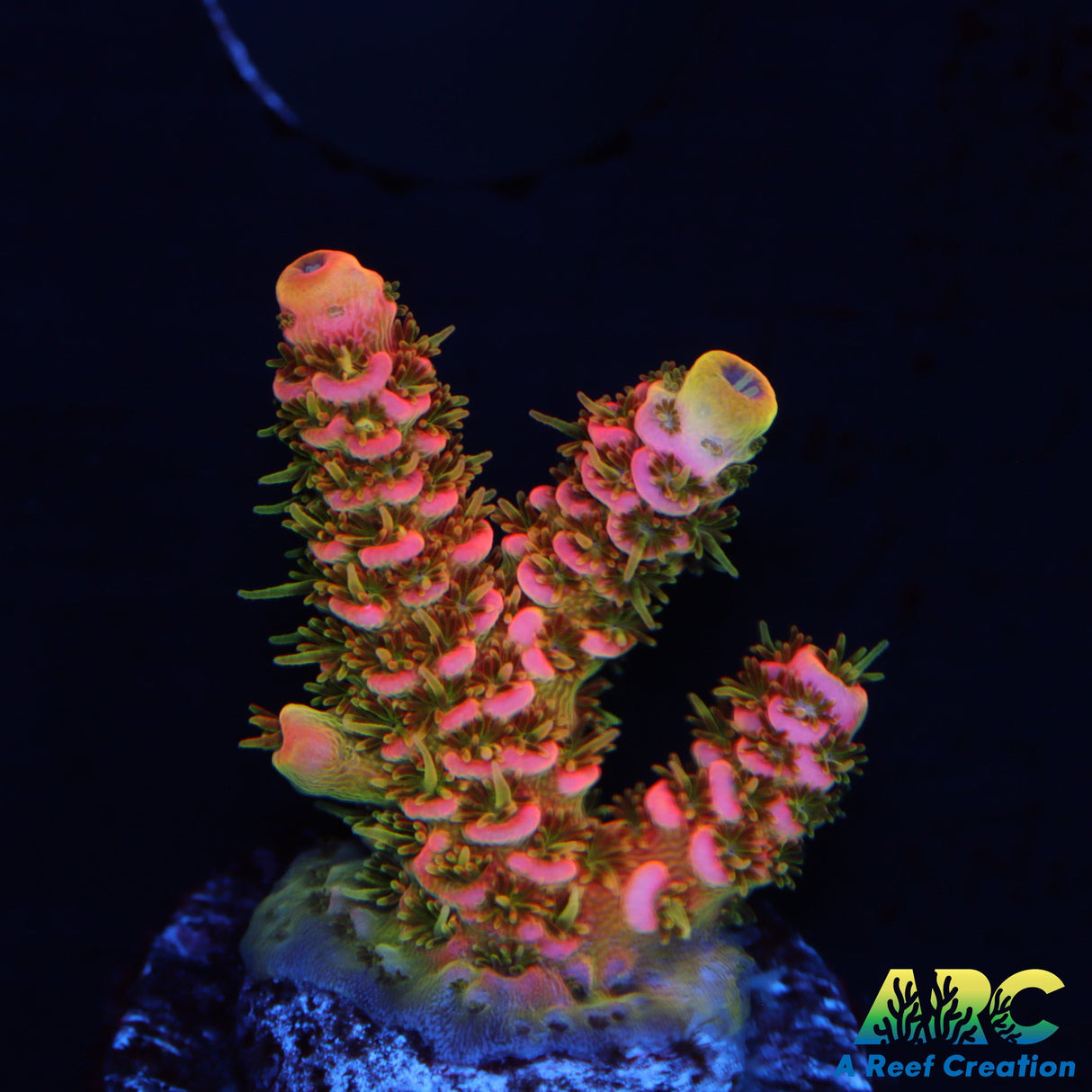 ASD Rainbow Milli