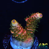 ASD Rainbow Milli