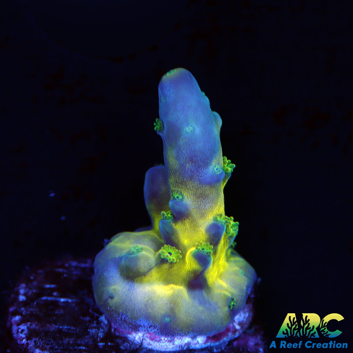 ARC Bullfrogs