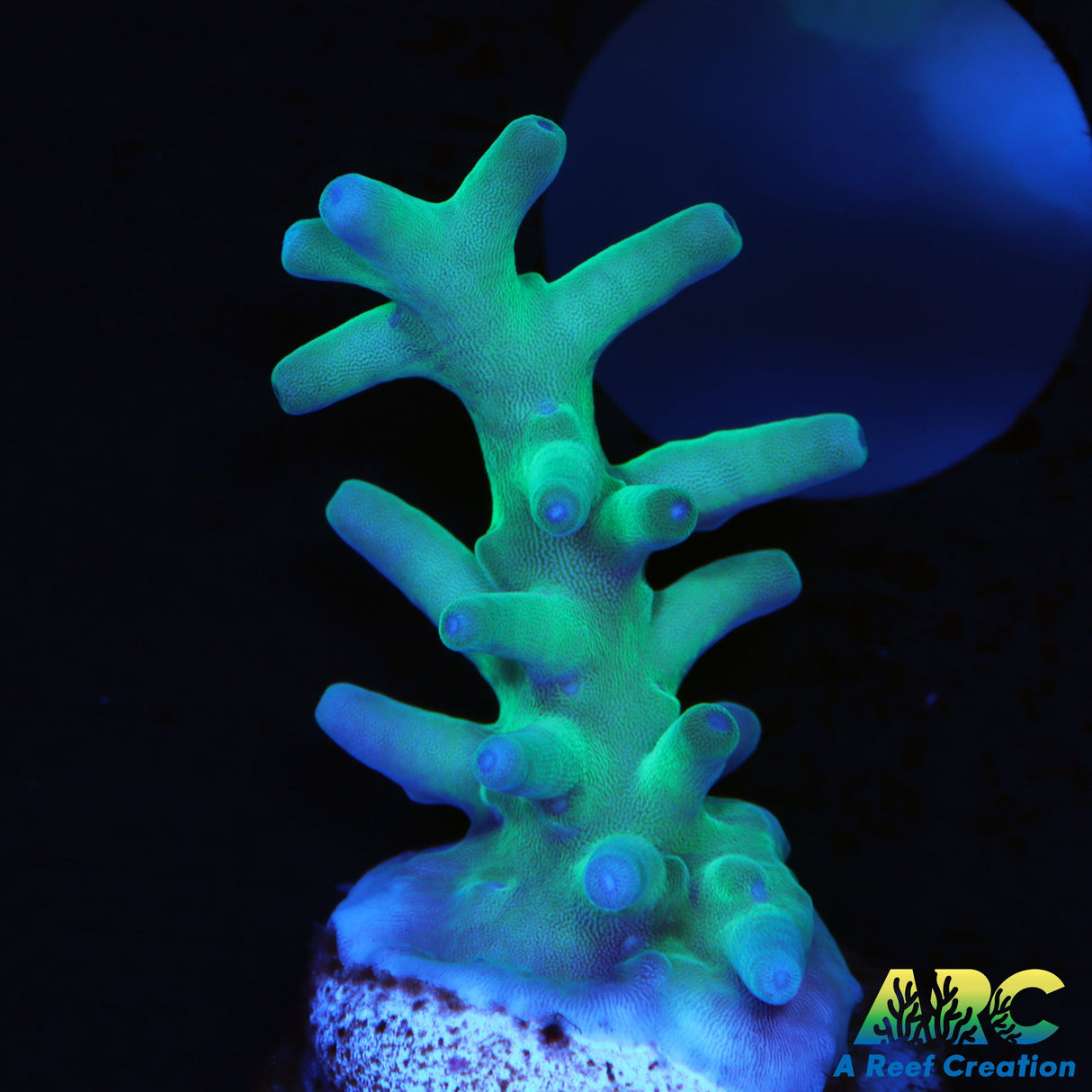 Sanjay's Blue Spruce Acro