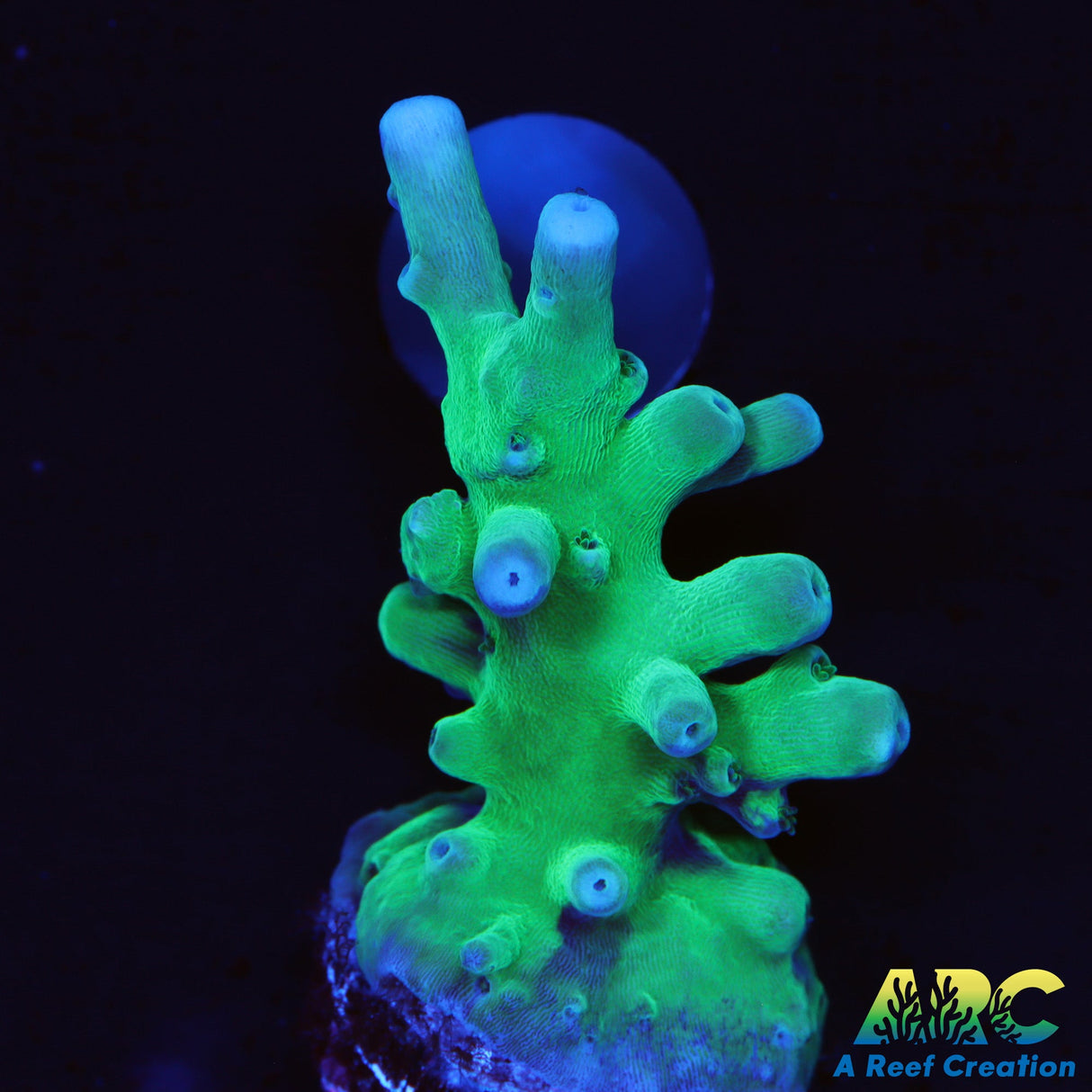 ARC Teal Navini