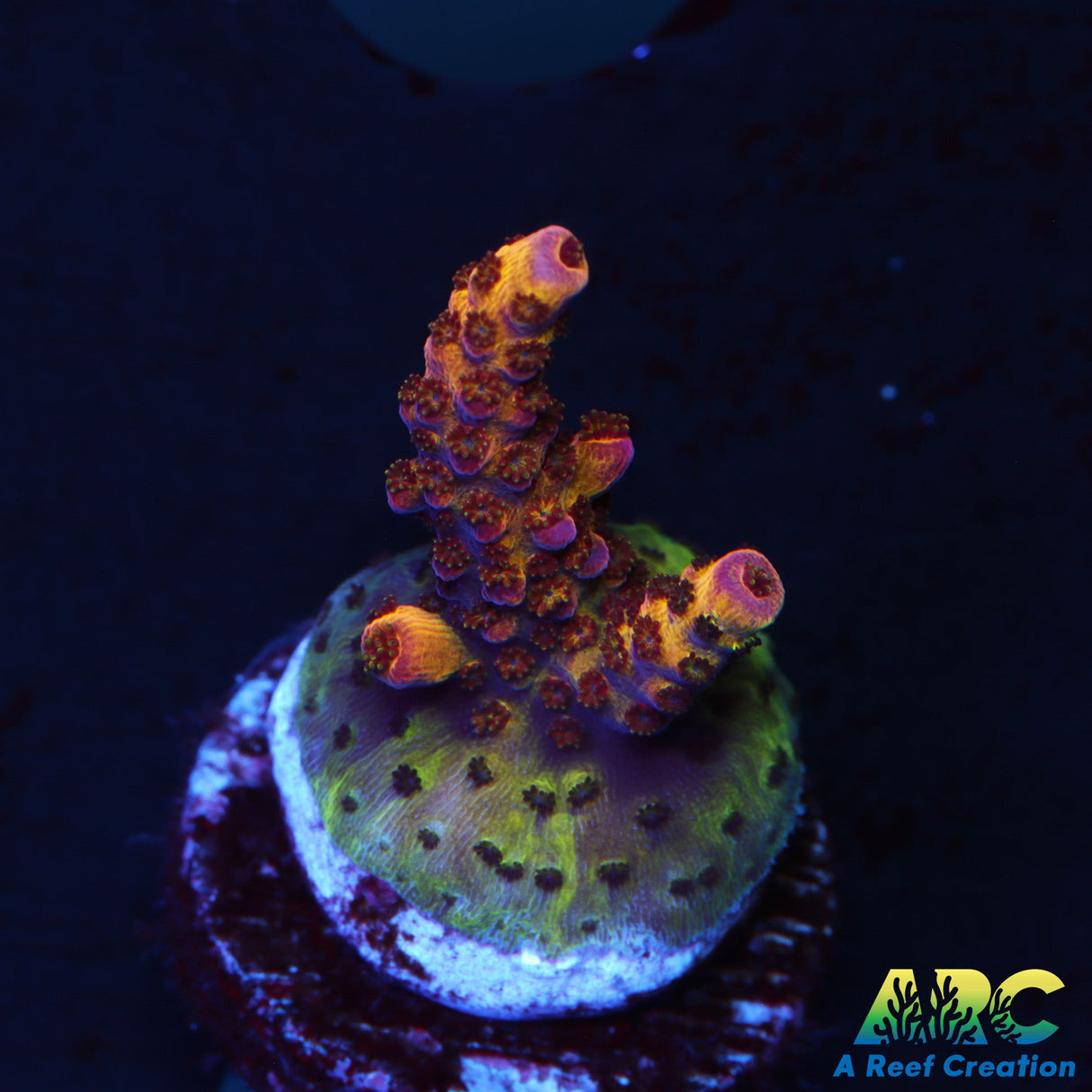 PC Rainbow Acro