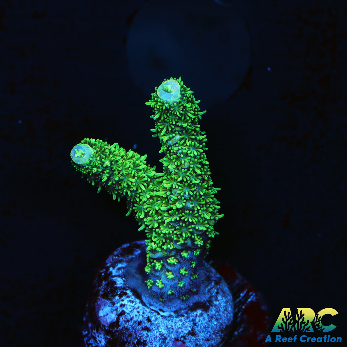 ARC Green Milli