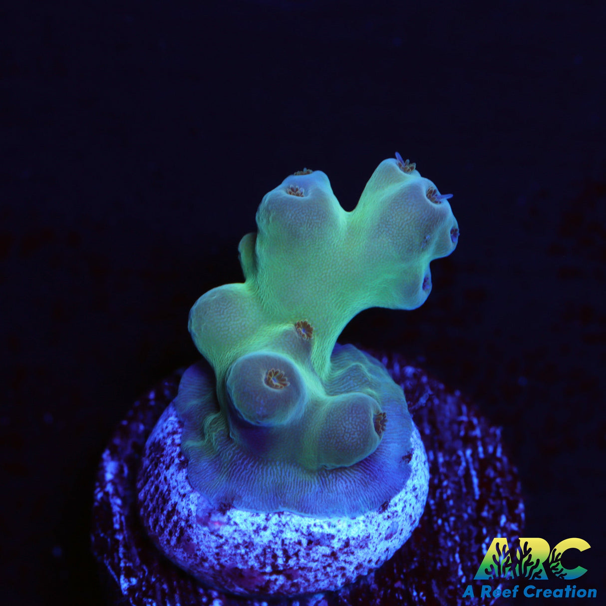 WWC Purple Haze Lokani