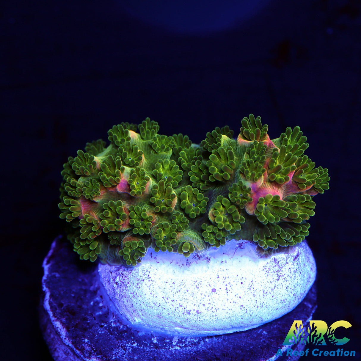 Sanjay's Wrecking Ball Robusta Acro