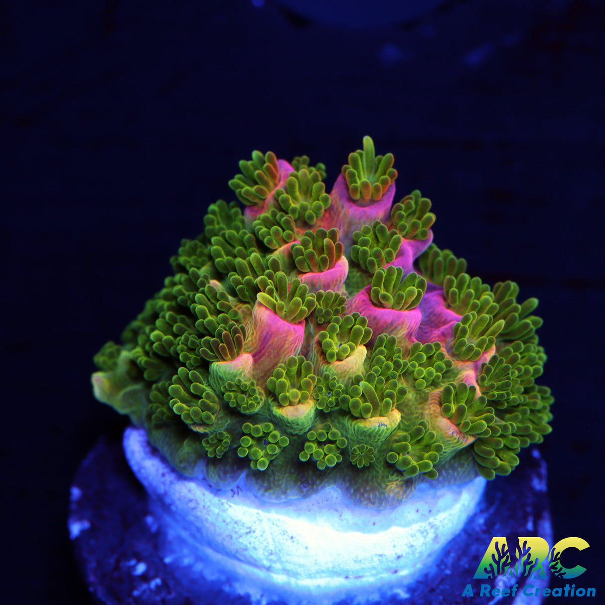 Sanjay's Wrecking Ball