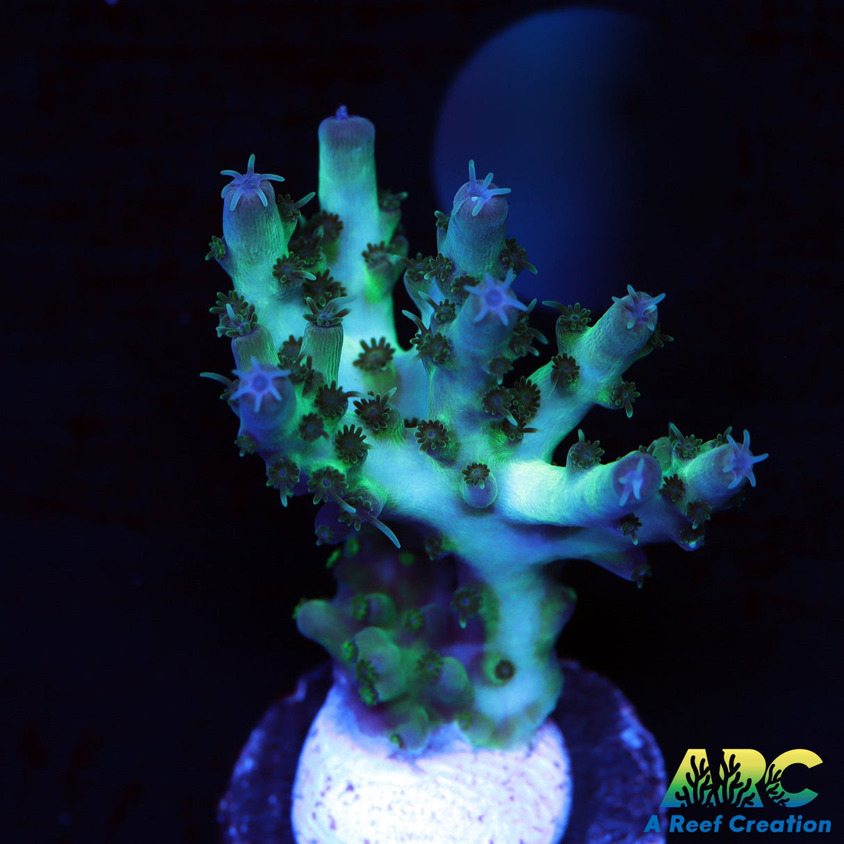 ARC Northern Lights