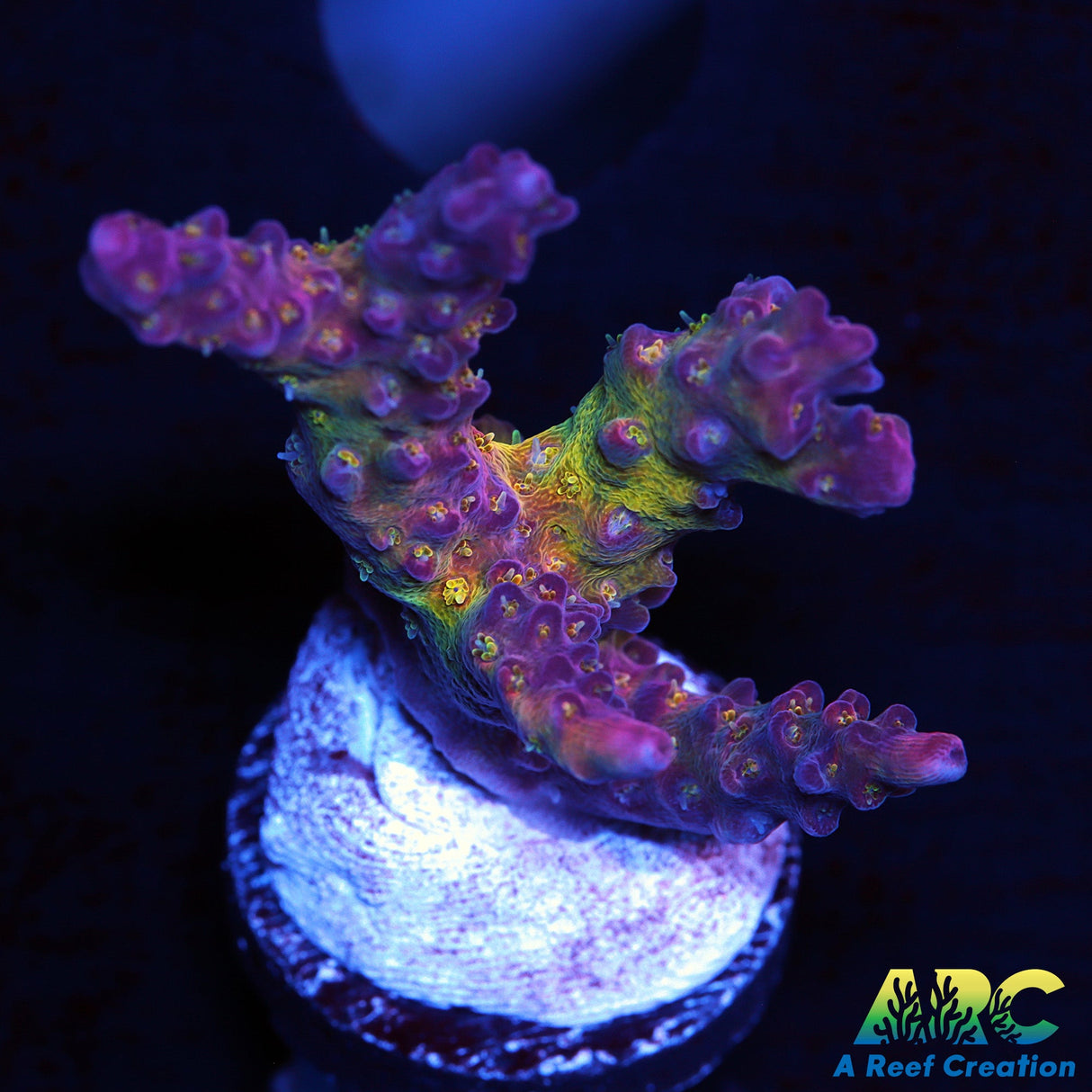 WWC Pink Passion Acro
