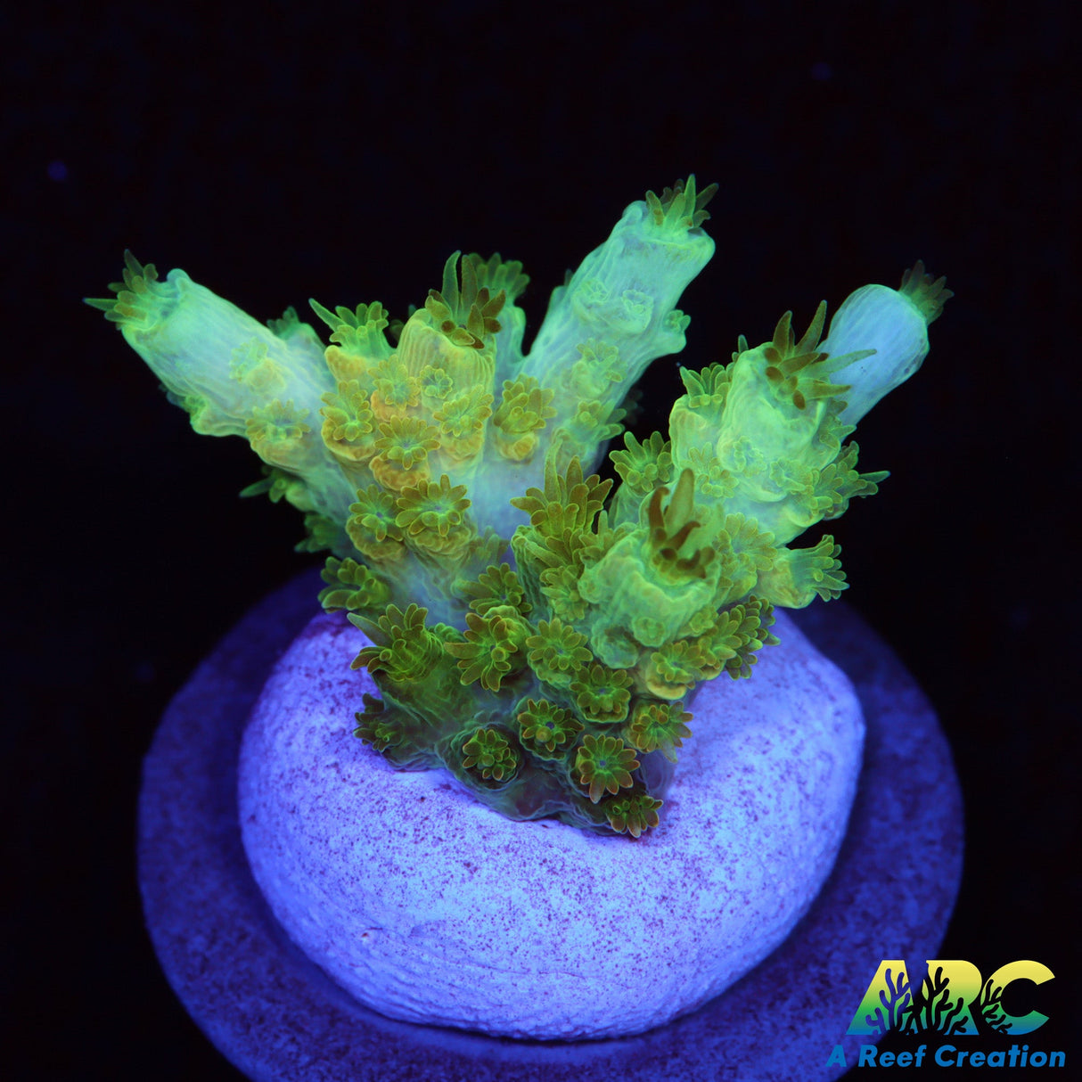 ARC Peach Giant