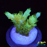 ARC Peach Giant