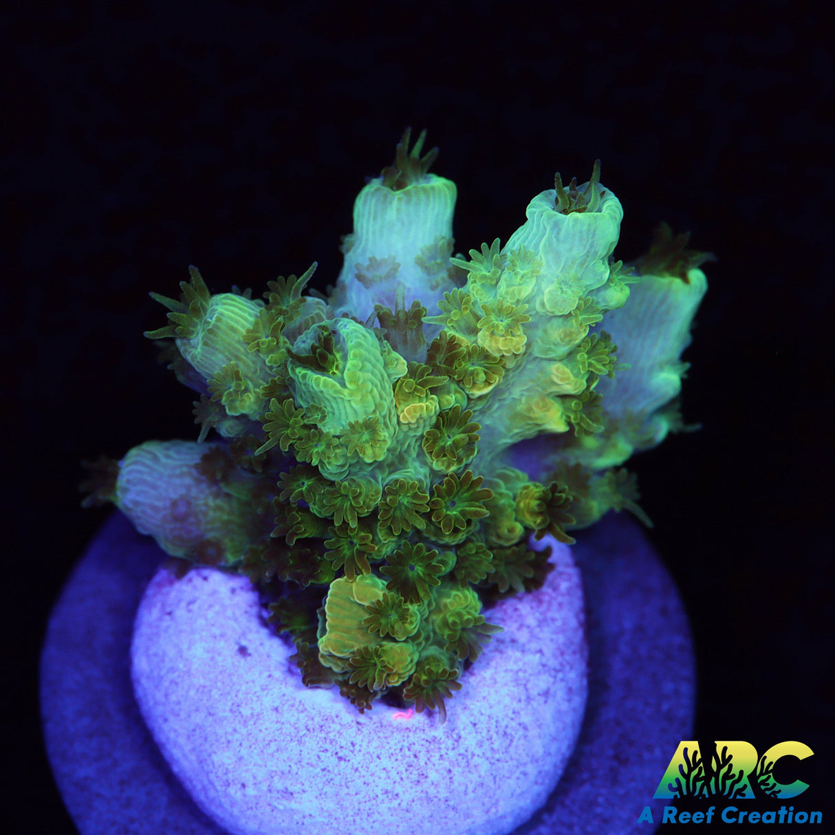 ARC Peach Giant