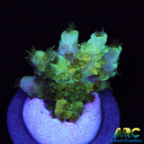 ARC Peach Giant