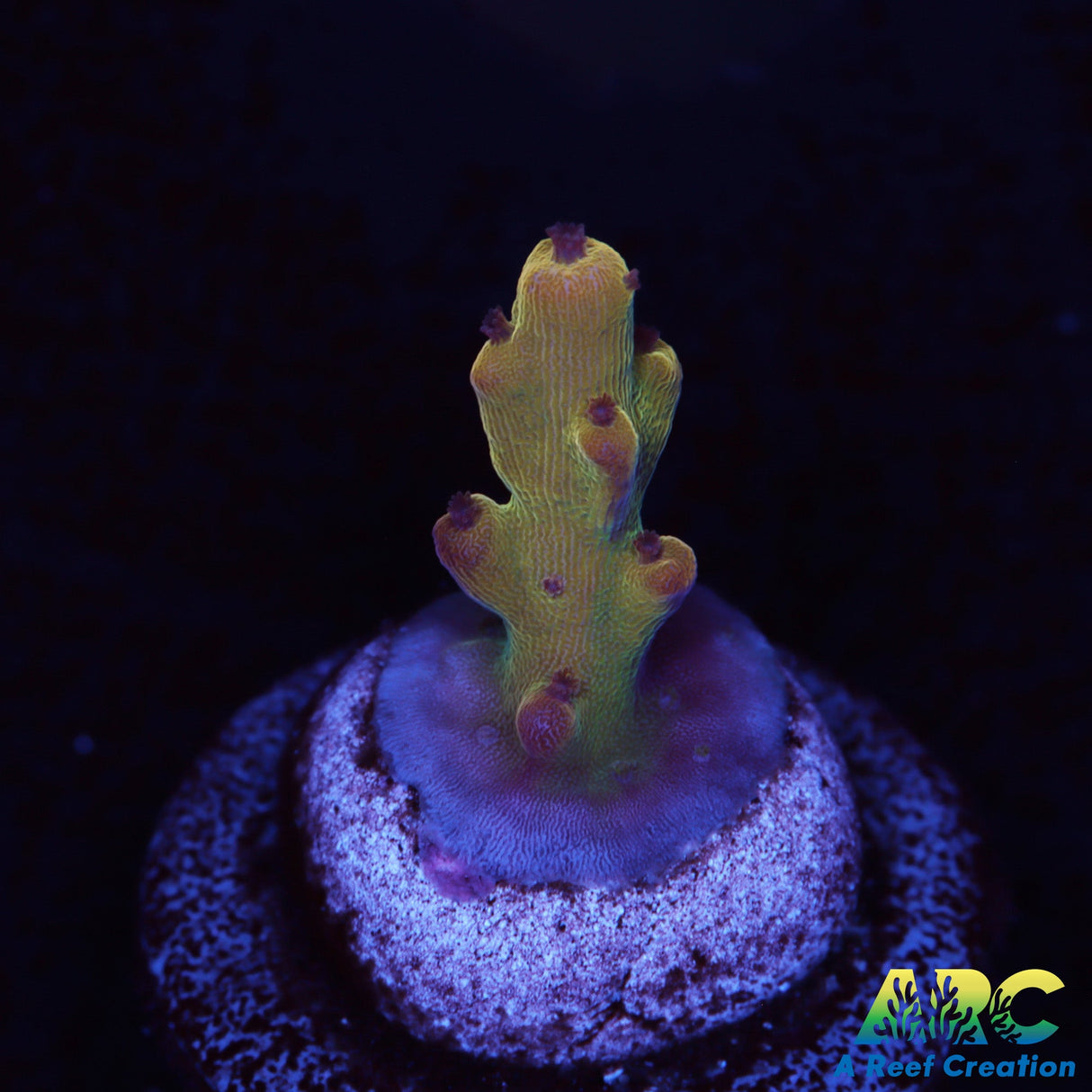 ARC 2020 Acro