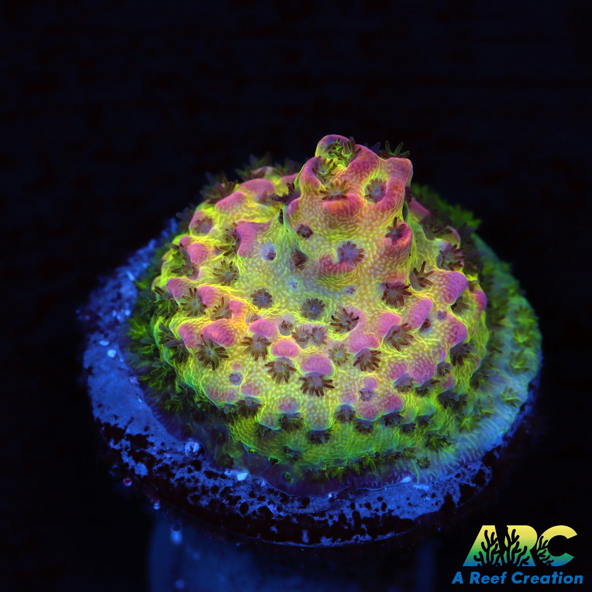 WWC Jello Shot Table Acro