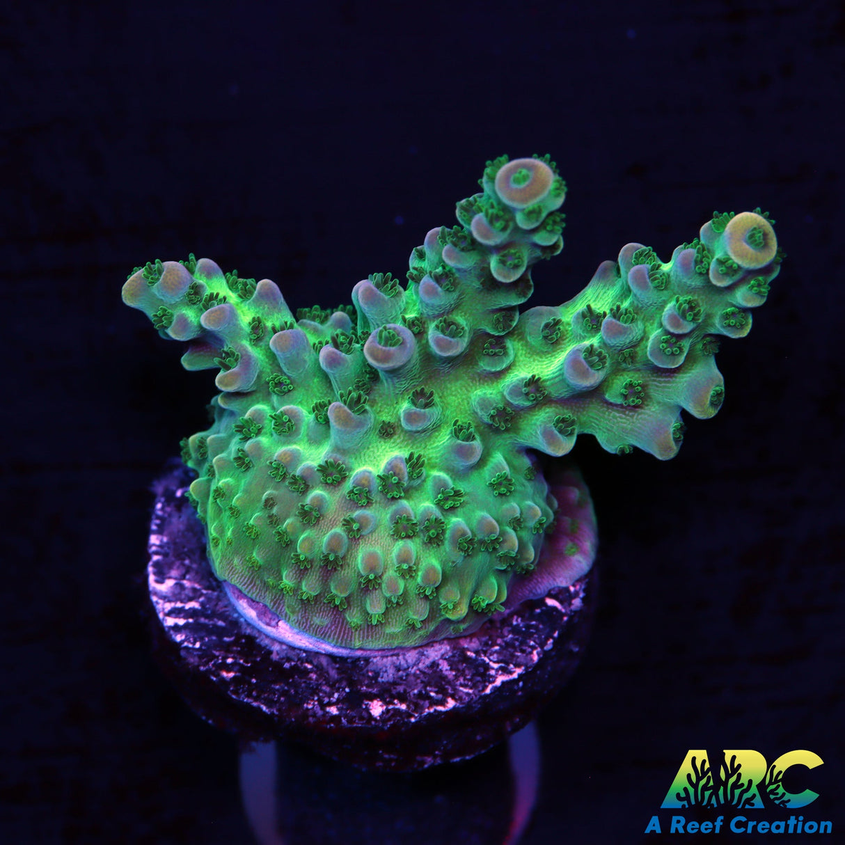 ARC Lightsaber Acro