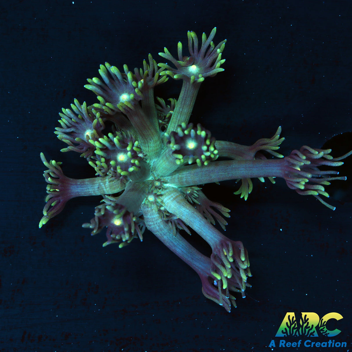 ARC Dirty Bubble Goni