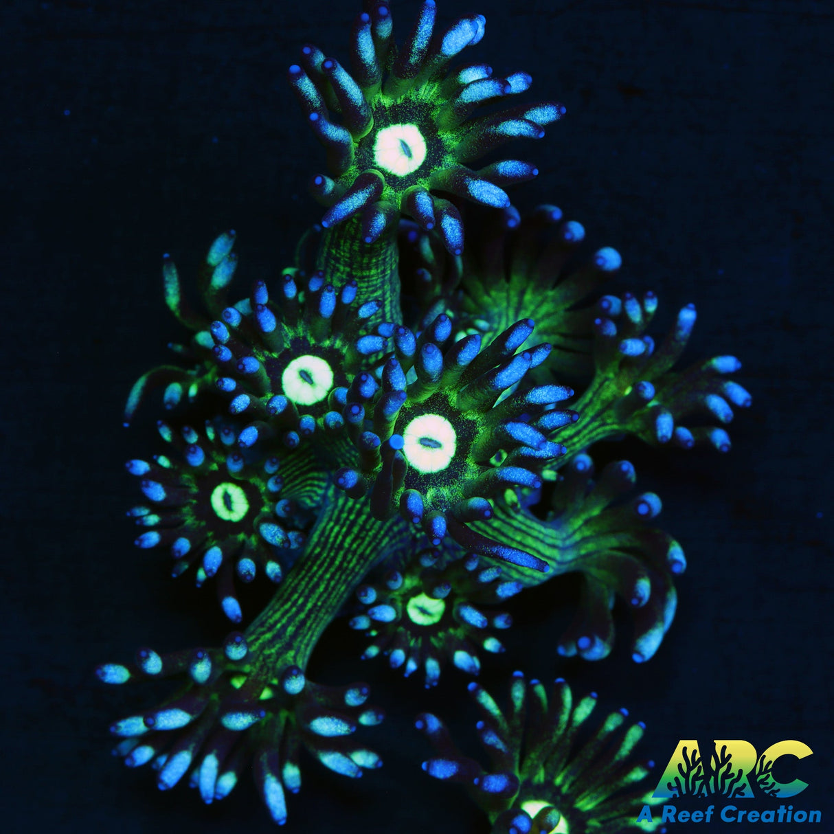 ARC Kryptonite Glitter Goni