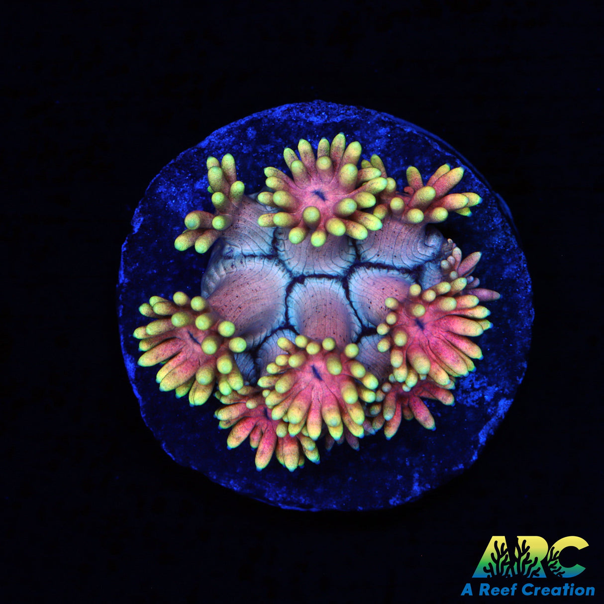 ARC Watermelon Goni