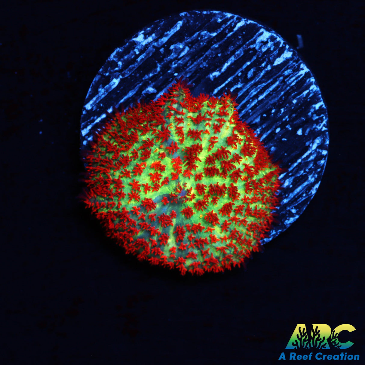 Forest Fire Mushroom