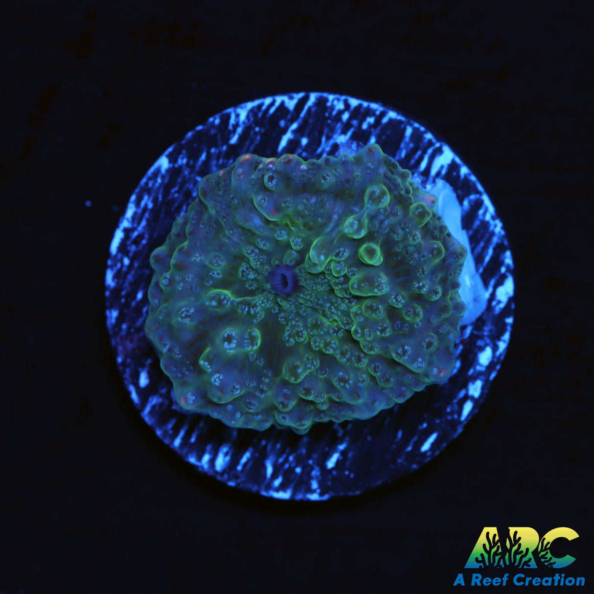 Bubbly Cristal Disco Mushroom