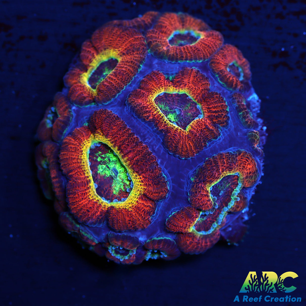 WWC Ruby Red Micro