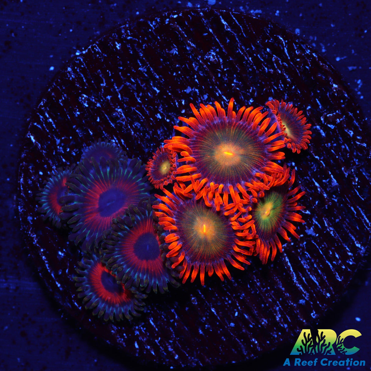 CC Mango Fusions and Friends