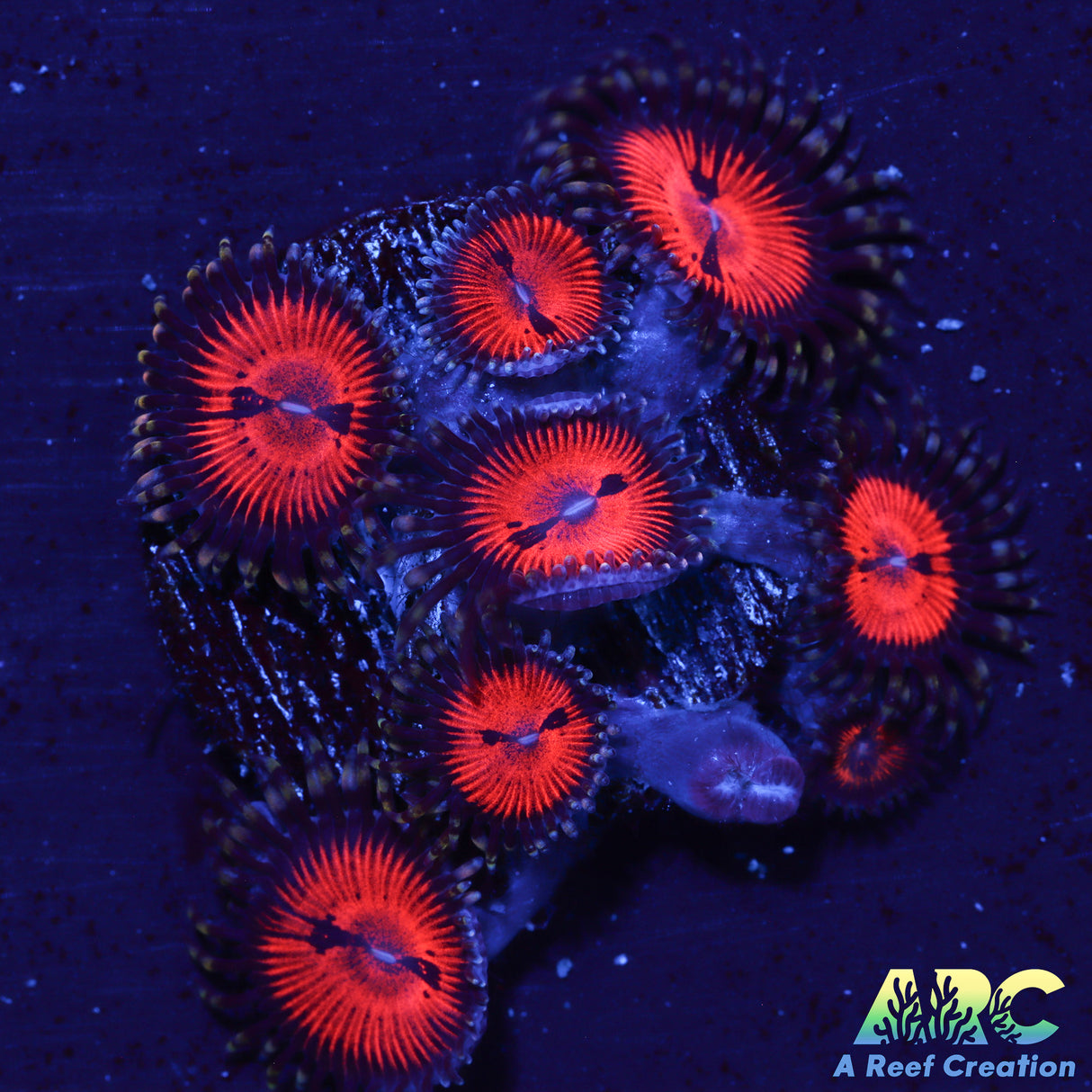WWC Blood Suckers